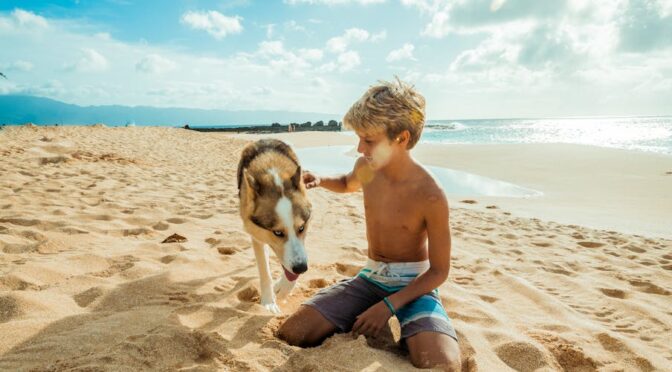 Beach Pet Gear : Summer Entrepreneurial Opportunities